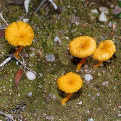 Lichenomphalia chromacea (Yellow Navel) at Kambah, ACT - Yesterday by TimL