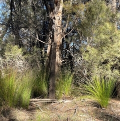 Lepidosperma urophorum (Tailed Rapier-sedge) at Larbert, NSW - Yesterday by JaneR