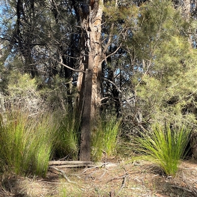 Lepidosperma urophorum (Tailed Rapier-sedge) at Larbert, NSW - Yesterday by JaneR