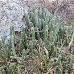 Cylindropuntia species at Goulburn, NSW - Yesterday by trevorpreston