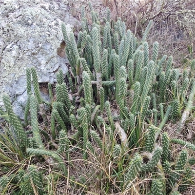 Cylindropuntia species at Goulburn, NSW - Yesterday by trevorpreston