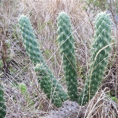 Austrocylindropuntia cylindrica at Goulburn, NSW - 17 Jul 2025 03:47 PM