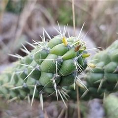 Austrocylindropuntia cylindrica at Goulburn, NSW - 17 Jul 2025 03:47 PM