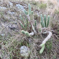 Austrocylindropuntia cylindrica at Goulburn, NSW - 17 Jul 2025 03:47 PM