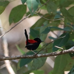 Malurus melanocephalus at Lamb Range, QLD - 14 Jun 2025 by Rixon