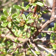 Unverified Other Shrub at Oallen, NSW - 16 Jul 2025 by Userjet