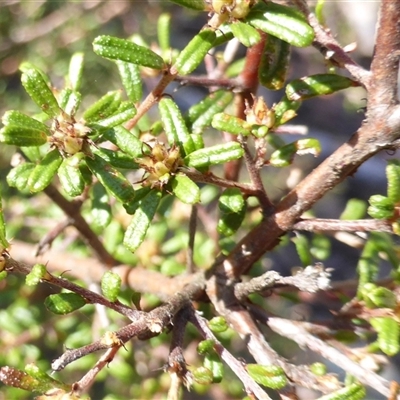 Unverified Other Shrub at Oallen, NSW - 16 Jul 2025 by Userjet