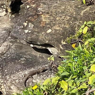 Egernia cunninghami (Cunningham's Skink) at Manly, NSW - Yesterday by WillWang