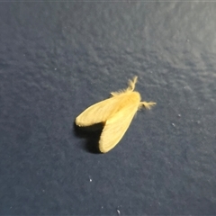 Unverified Moth (Lepidoptera) at Kimbolton, WA - Today by Mike