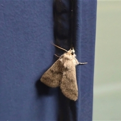 Unverified Moth (Lepidoptera) at Kimbolton, WA - Today by Mike