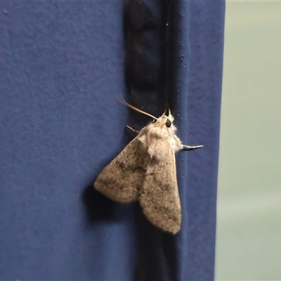 Unverified Moth (Lepidoptera) at Kimbolton, WA - Today by Mike