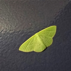 Unverified Moth (Lepidoptera) at Kimbolton, WA - Today by Mike