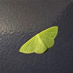 Unverified Moth (Lepidoptera) at Kimbolton, WA - Yesterday by Mike