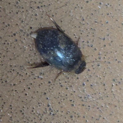 Unverified Beetle (Coleoptera) at Kimbolton, WA - Yesterday by Mike