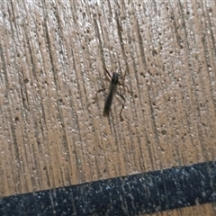 Unverified Insect at Kimbolton, WA - Yesterday by Mike