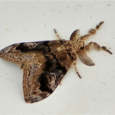 Unverified Moth (Lepidoptera) at Kimbolton, WA - Today by Mike