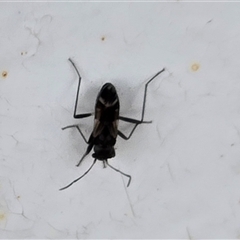 Unverified Insect at Kimbolton, WA - Yesterday by Mike