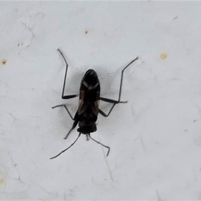 Unverified Insect at Kimbolton, WA - Yesterday by Mike