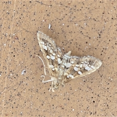 Unverified Moth (Lepidoptera) at Kimbolton, WA - Today by Mike