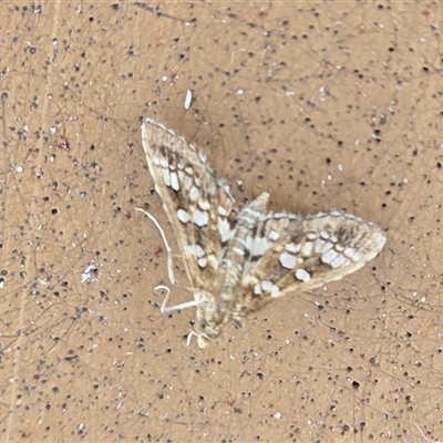 Unverified Moth (Lepidoptera) at Kimbolton, WA - Today by Mike