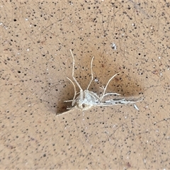 Sameodes cancellalis at Kimbolton, WA - 17 Jul 2025 09:11 AM
