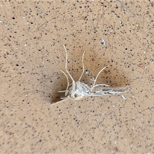 Sameodes cancellalis at Kimbolton, WA - 17 Jul 2025 09:11 AM