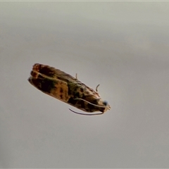 Unverified Moth (Lepidoptera) at Undefined - Today by Mike