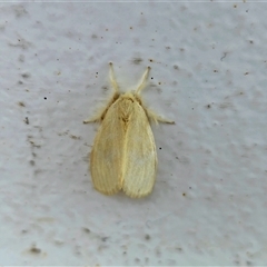 Unverified Moth (Lepidoptera) at Undefined - Today by Mike