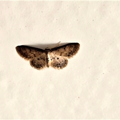 Unverified Moth (Lepidoptera) at Undefined - Today by Mike