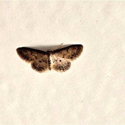 Unverified Moth (Lepidoptera) at Undefined - Today by Mike