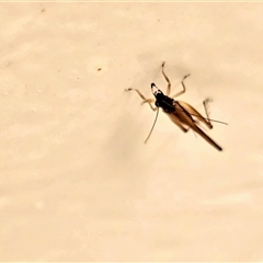 Unverified Grasshopper (several families) at Undefined - Yesterday by Mike
