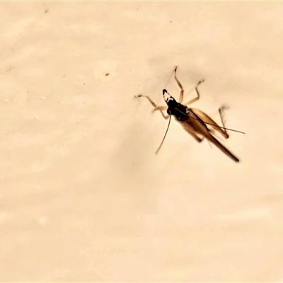Unverified Grasshopper (several families) at Undefined - Yesterday by Mike