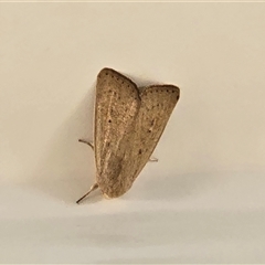 Unverified Moth (Lepidoptera) at Undefined - Today by Mike