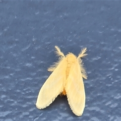 Unverified Moth (Lepidoptera) at Undefined - Today by Mike