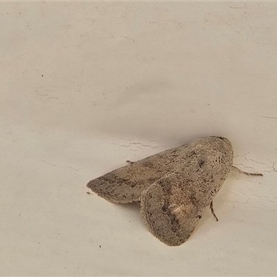 Unverified Moth (Lepidoptera) by Mike
