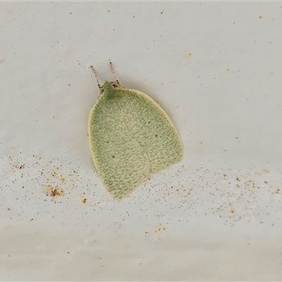 Unverified Moth (Lepidoptera) at Undefined - Today by Mike