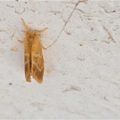 Unverified Moth (Lepidoptera) at Undefined - Today by Mike