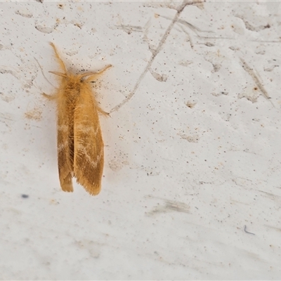 Unverified Moth (Lepidoptera) at Undefined - Today by Mike