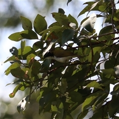 Melithreptus albogularis at Lamb Range, QLD - 14 Jun 2025 by Rixon