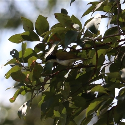 Melithreptus albogularis at Lamb Range, QLD - 14 Jun 2025 by Rixon