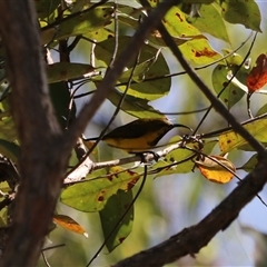 Cinnyris frenatus at Lamb Range, QLD - 14 Jun 2025 by Rixon