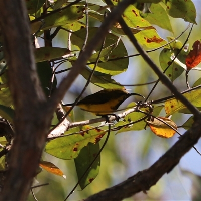 Cinnyris frenatus at Lamb Range, QLD - 14 Jun 2025 by Rixon