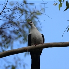 Columba leucomela at Malanda, QLD - 14 Jun 2025 by Rixon