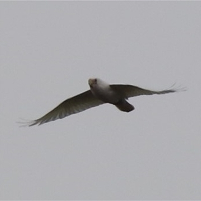 Cacatua sanguinea (Little Corella) at Hackett, ACT - Today by HappyWanderer