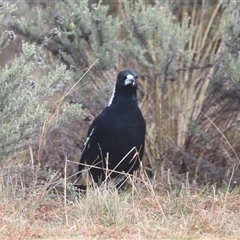 Gymnorhina tibicen (Australian Magpie) at Hackett, ACT - Today by HappyWanderer