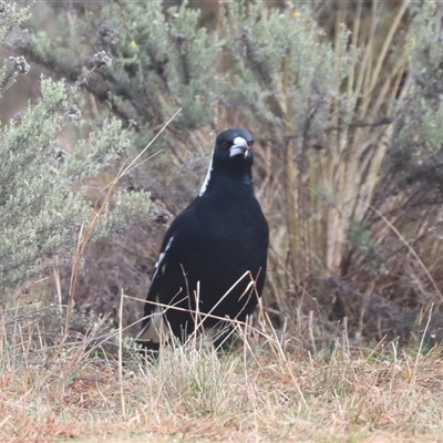 Gymnorhina tibicen (Australian Magpie) at Hackett, ACT - Today by HappyWanderer