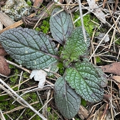 Unverified Plant at Latham, ACT - Yesterday by Jennybach