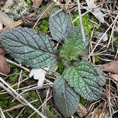 Unverified Plant at Latham, ACT - Yesterday by Jennybach