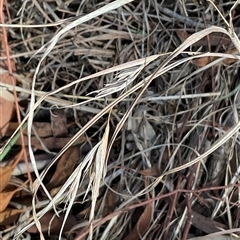 Themeda triandra (Kangaroo Grass) at Latham, ACT - Yesterday by Jennybach