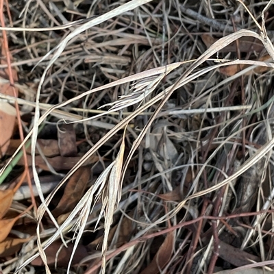 Themeda triandra (Kangaroo Grass) at Latham, ACT - Yesterday by Jennybach